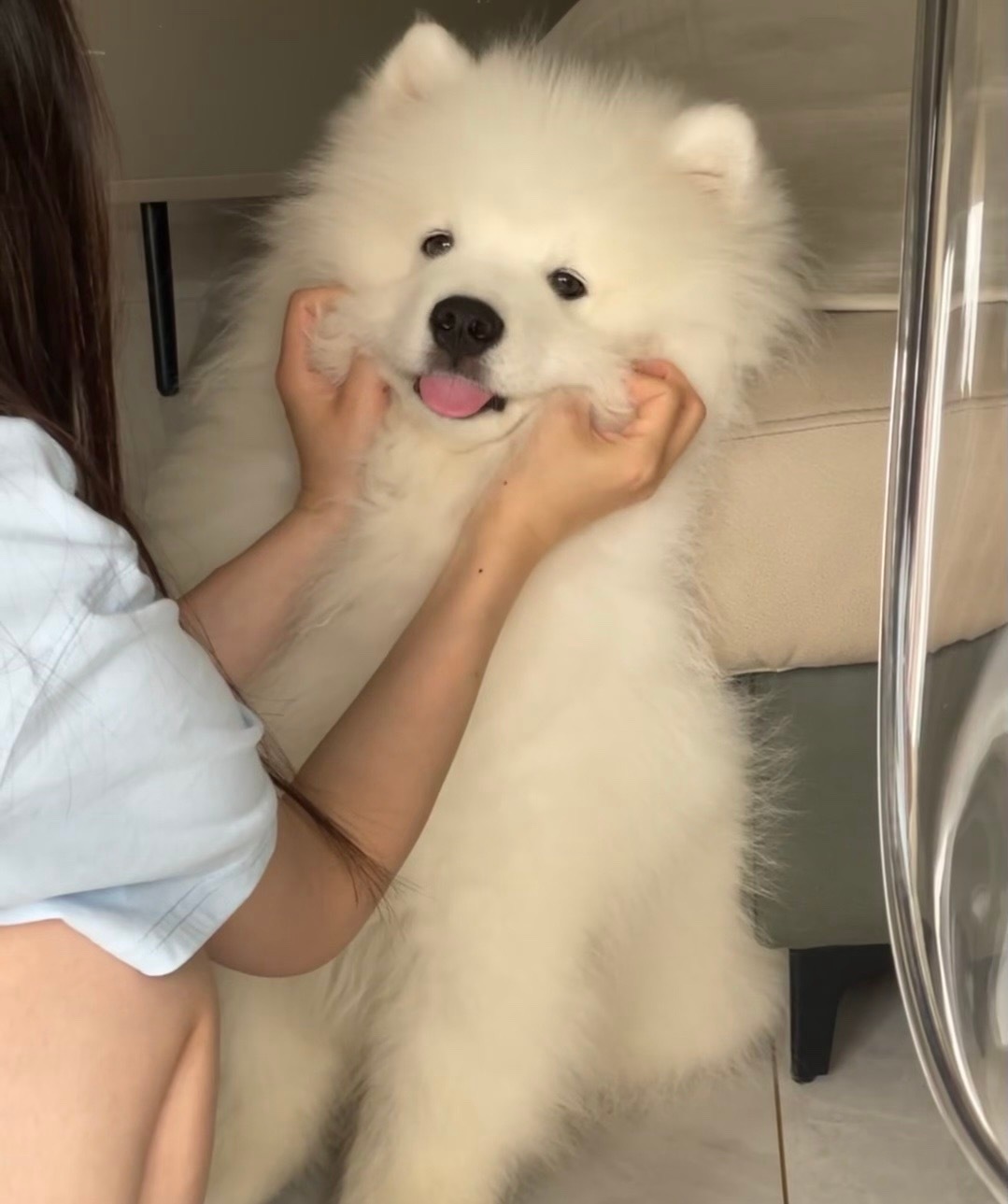 萨摩耶的嘴筒子真的很好摸 ​​​