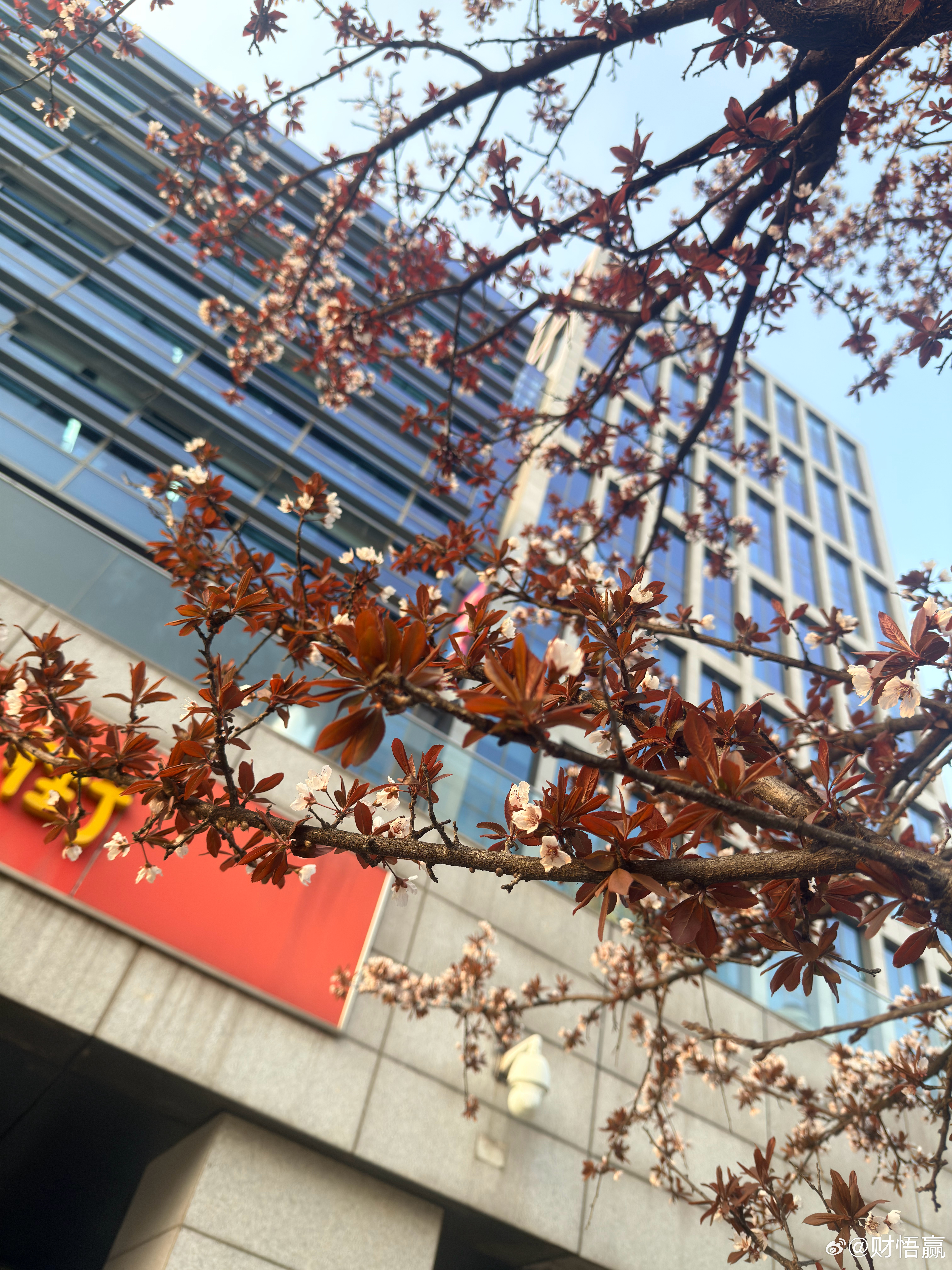 花开富贵，明天大涨😀随手拍春天