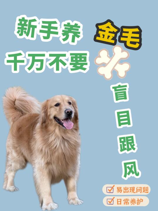 新手养金毛千万不要盲目跟风！