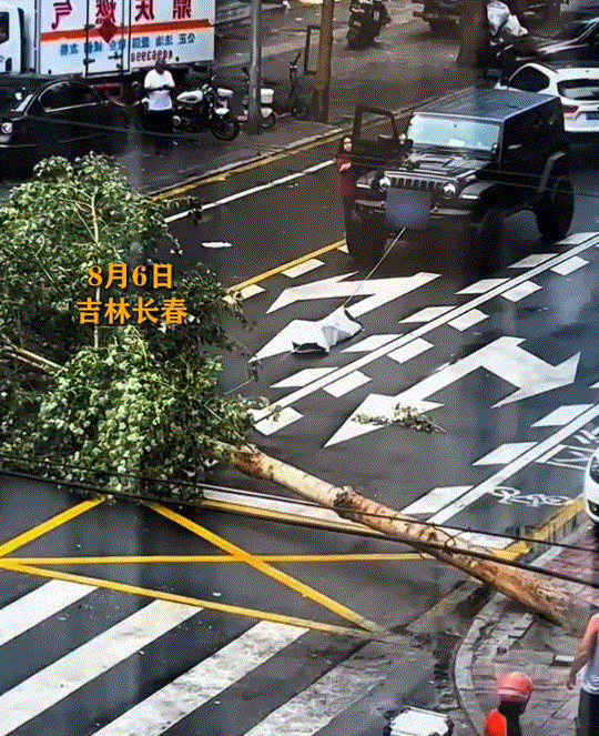必须点个赞！吉林长春，暴风雨导致路边一棵绿化树被吹倒横跨马路，使得道路受阻。期间