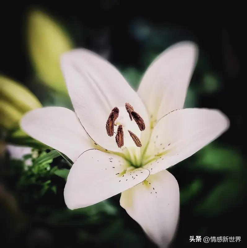 春天就是花的盛宴，随手一拍，皆是美好。
公园就像大自然的调色盘，五彩斑斓的花朵让