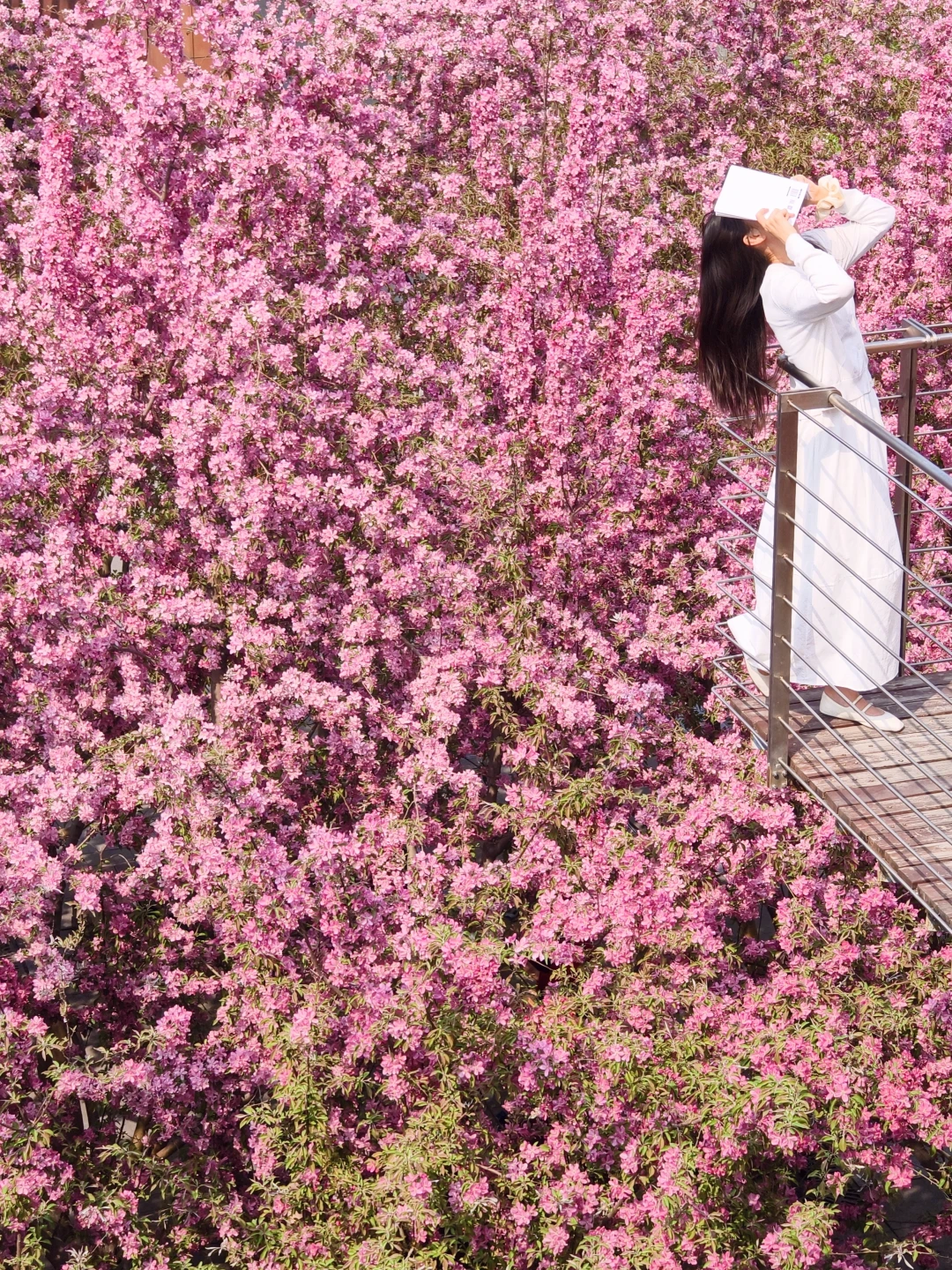 4.8奥森实拍！地铁口海棠花海直接封神🌸