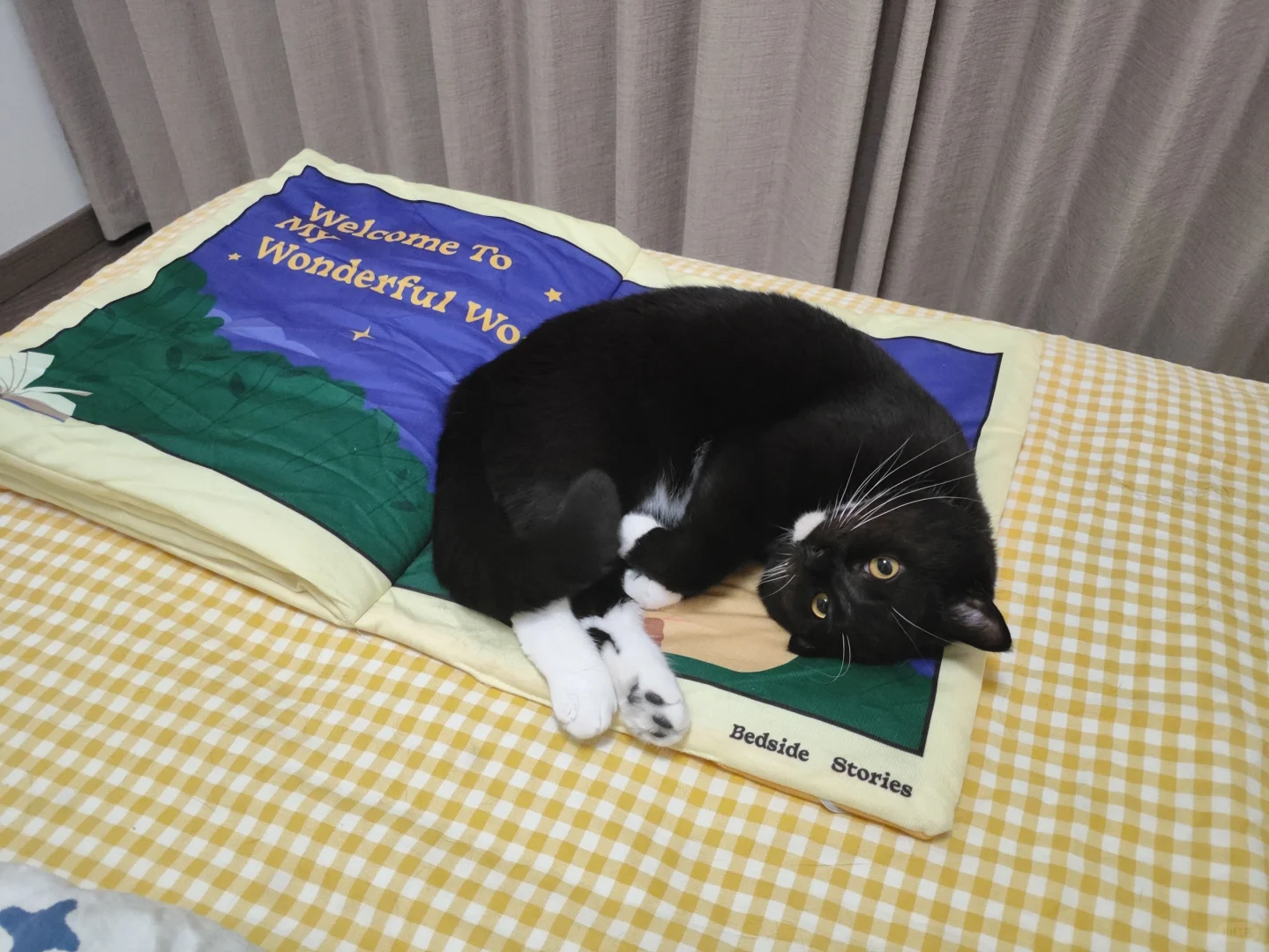 很有文化一猫，睡觉都睡在书本上