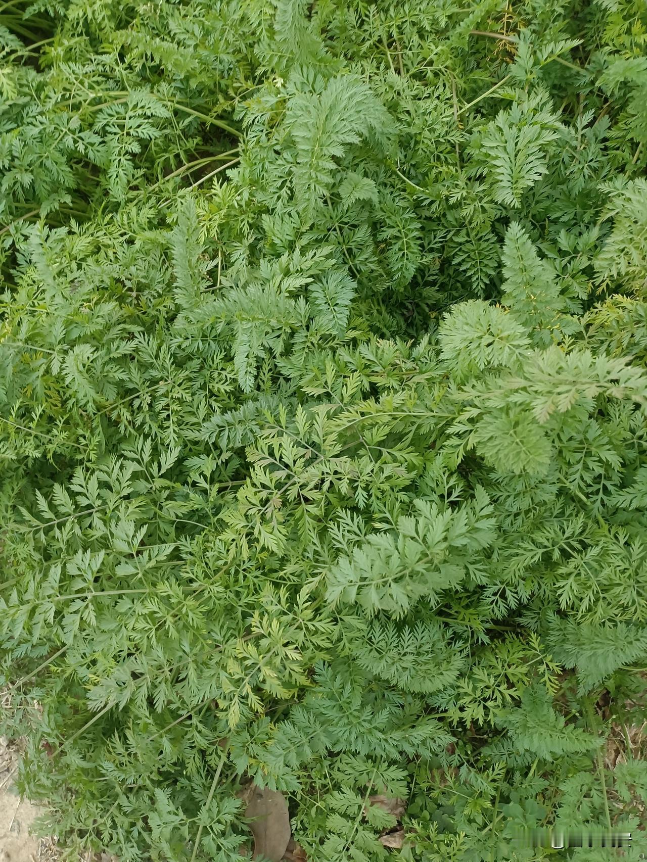 我家后院菜园里的
胡萝卜缨子
谁能想到胡萝卜的叶子也这么有味道！蹲在菜园边瞅这一