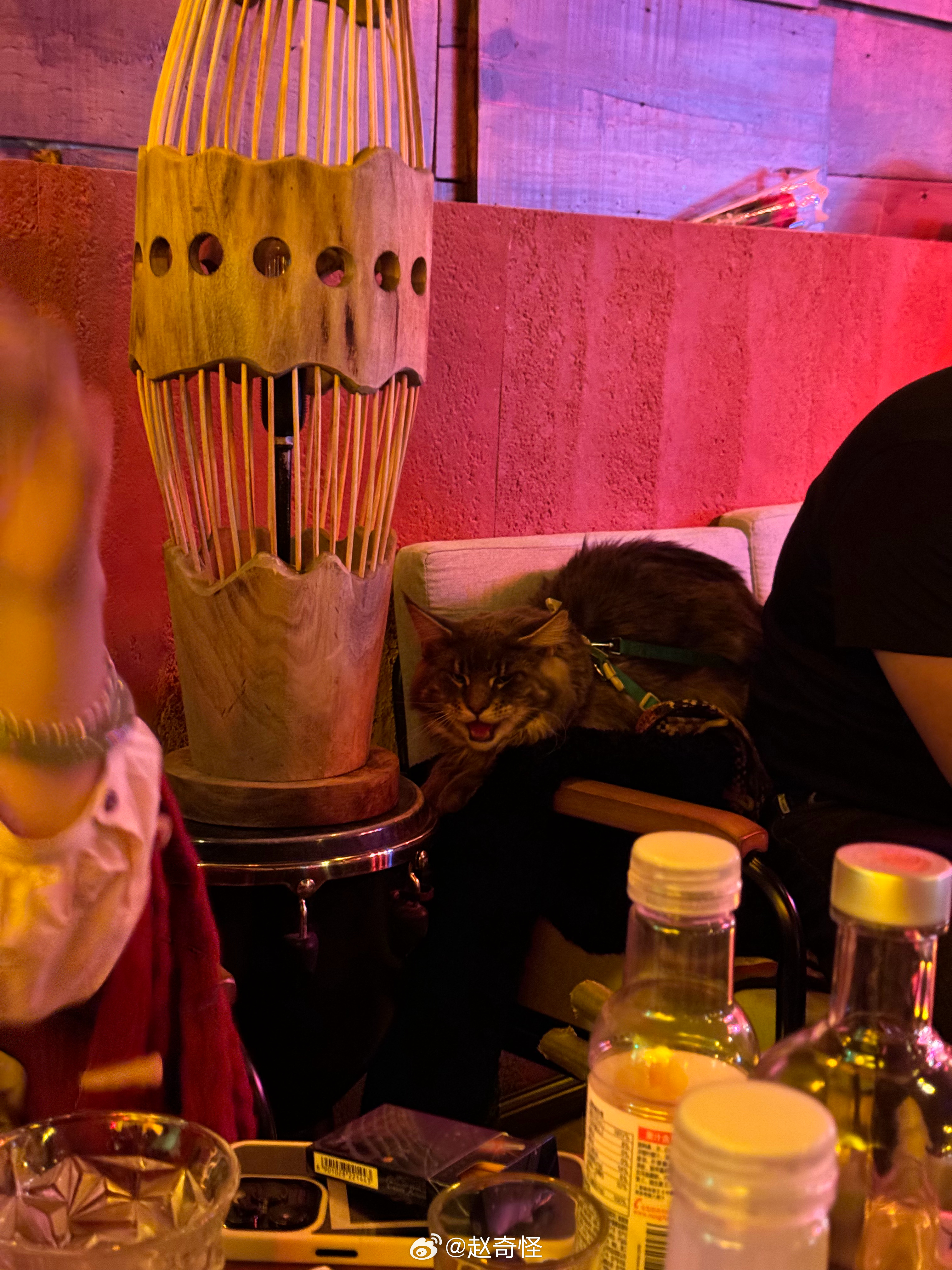 好喜欢大猫啊  ​​​