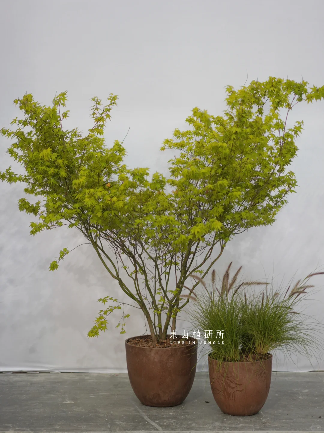 东植x屋斗|家居展绿植陈列设计