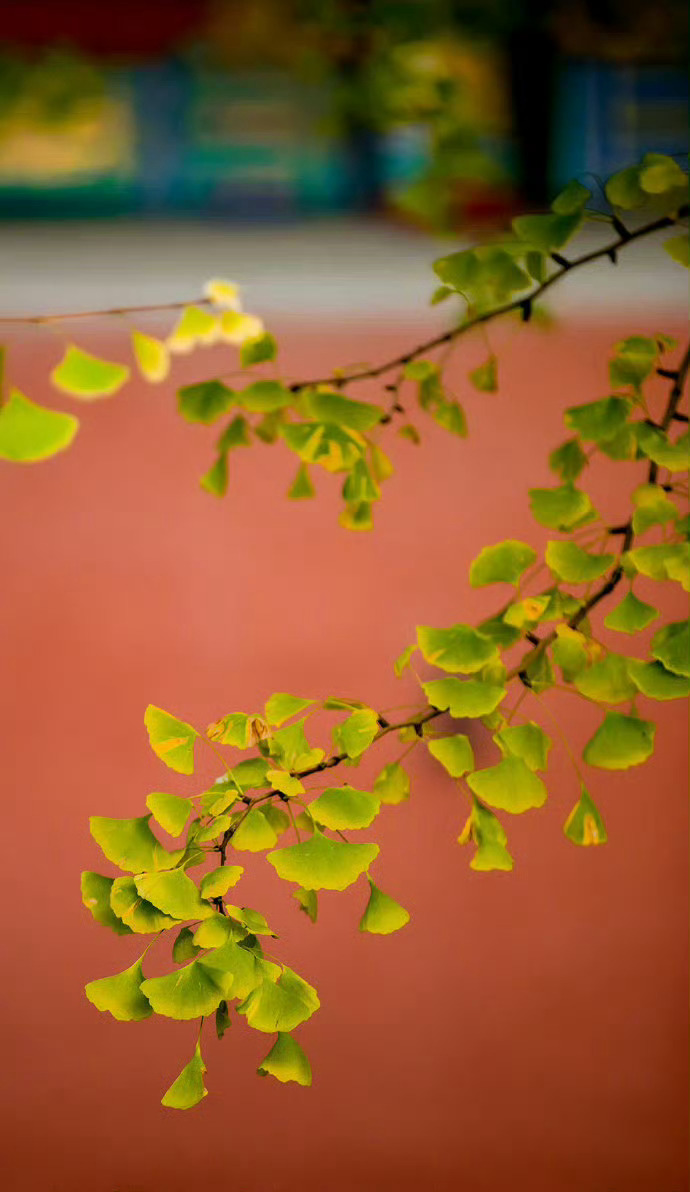 北京故宫的秋天，充满了诗情画意。 ​ ​​​