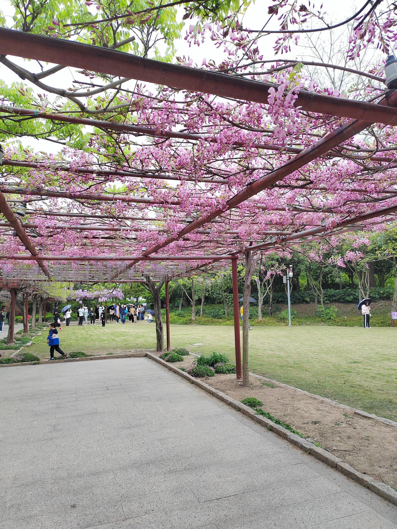 现在正是紫藤花开的季节。紫藤萝是中国原产观花藤木，自唐代就有记载。

除了观赏，