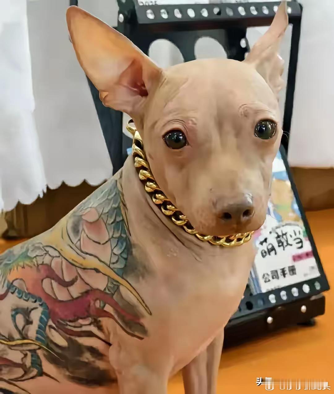 一只墨西哥无毛犬被主人带去纹身，本来专门给人纹身的师傅不同意，但架不住狗主人高额