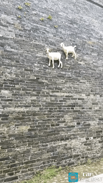 城墙惊现两只羊！游客拍下罕见一幕，背后真相引人深思
 
“太不可思议了”近日河南
