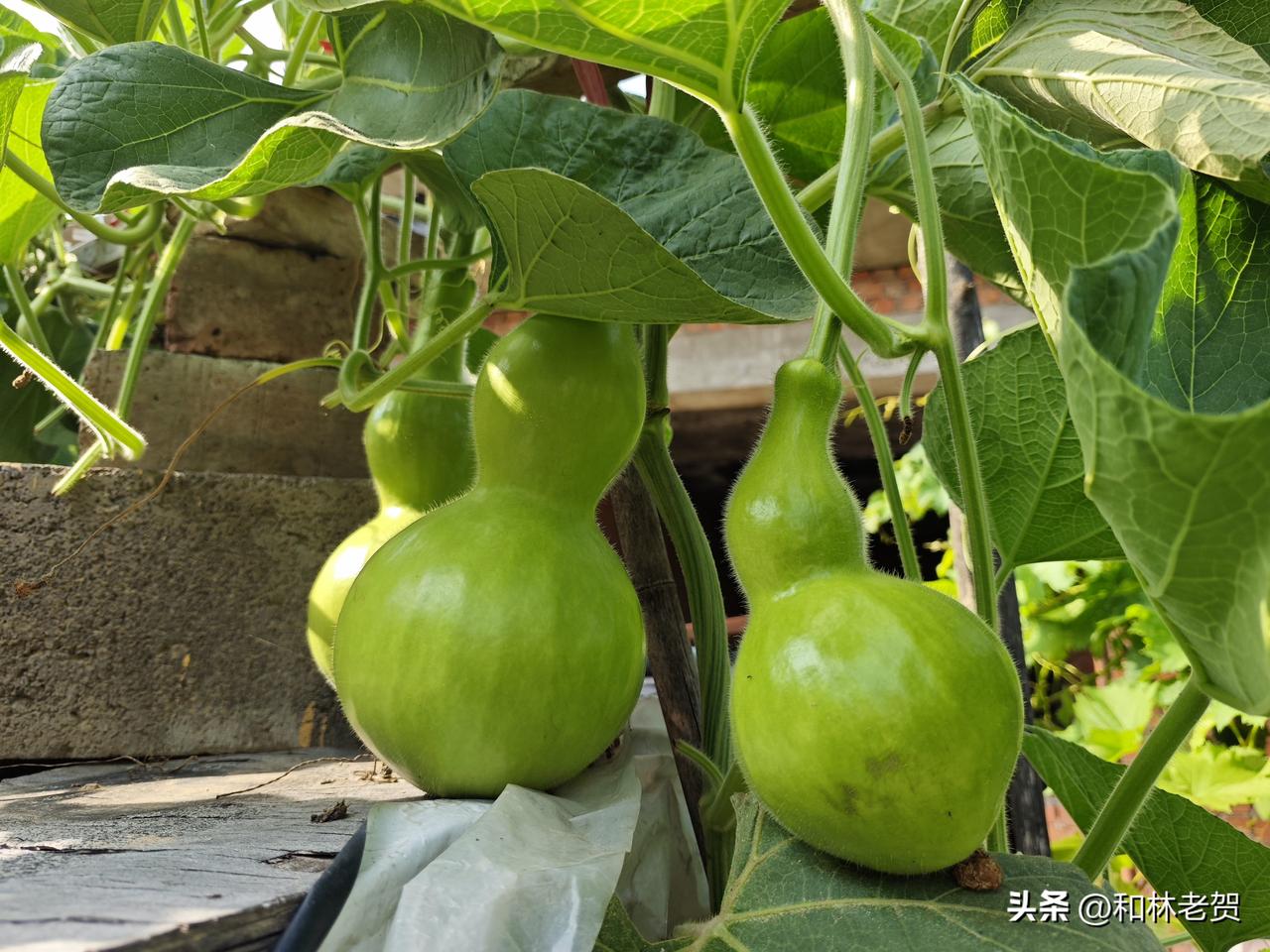 我的葫芦娃，又又踩坑了！
网上买东西最怕的就是货不对版，花了钱买不到想要的那个东