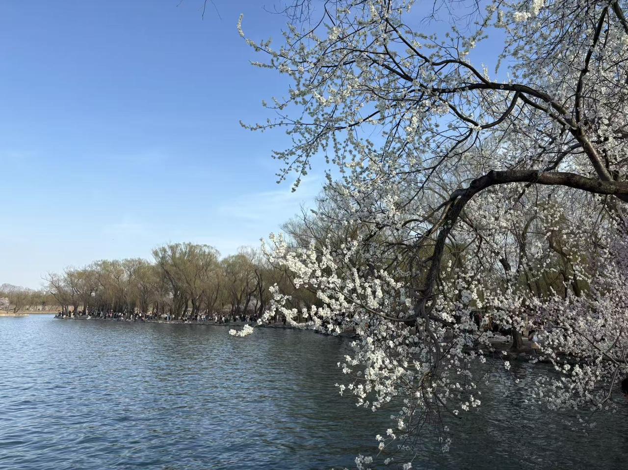 记录我的2026颐和园的湖水清澈