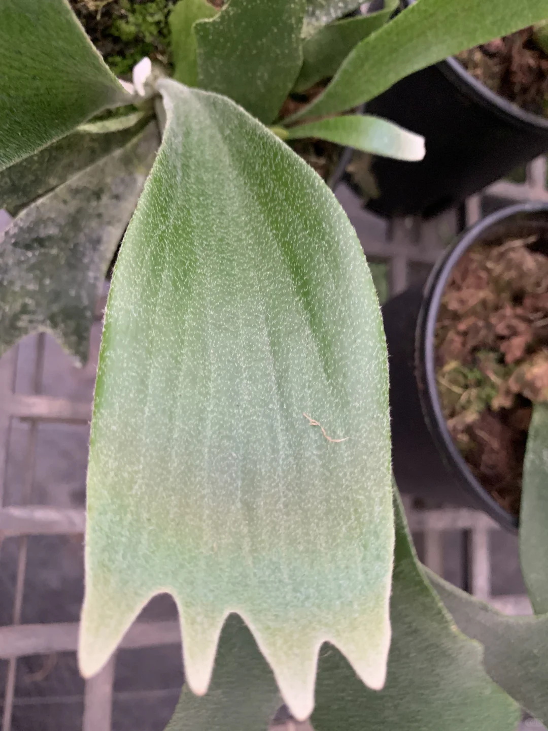 轻岛 | 鹿角蕨，自然的精灵💚