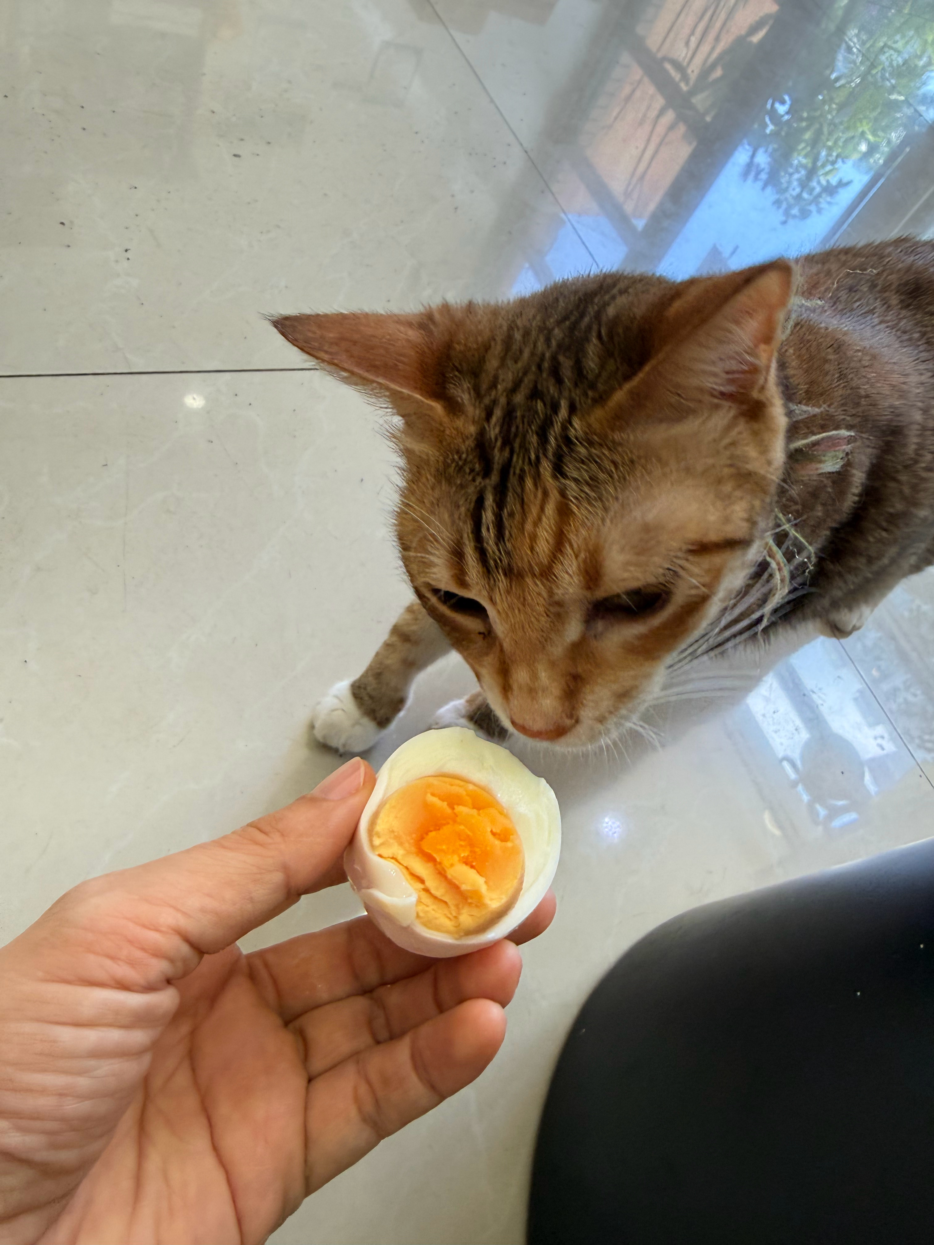 给癫痫小宝宝分半个蛋，爸爸让她吃啥就吃啥，小姑娘一点都不挑。猫咪
