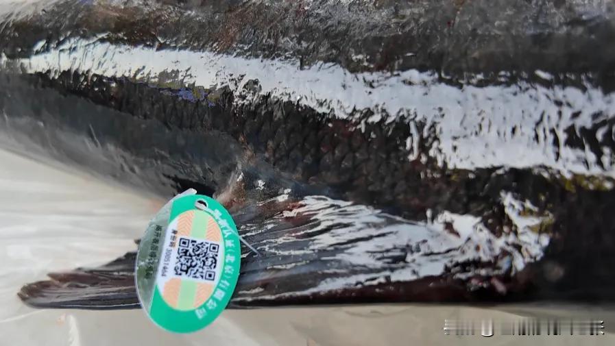 密云水库鱼官方店在早市营业啦， 密云水库鱼以新鲜美味闻名！早市新开的这家官方店一