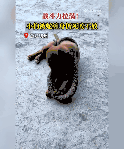 狠！杭州小狗被蛇缠颈死咬不放，主人急得抄家伙救人！

傍晚在小区楼下遛个弯，谁会