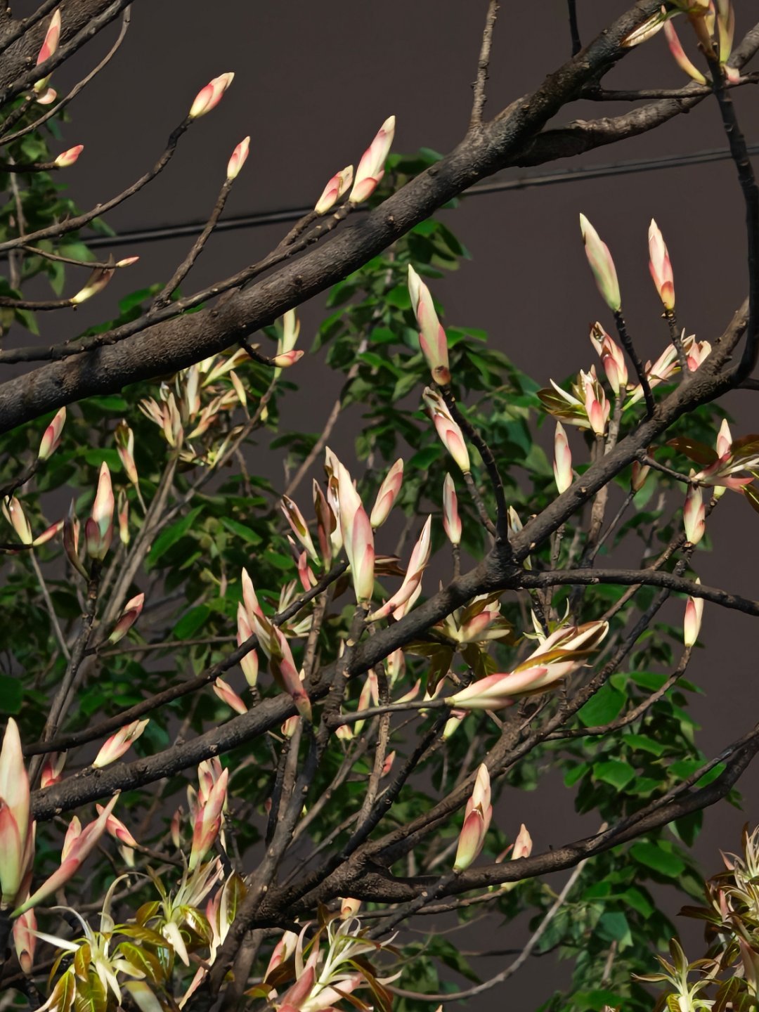 早上好每天早起打卡