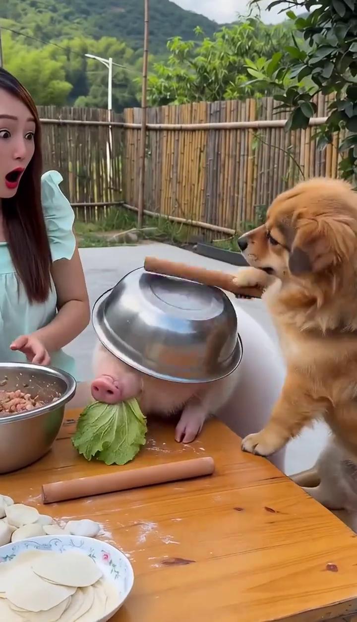今晚上吃猪肉饺子，不吃这头猪，是吃盆里的猪肉馅子。