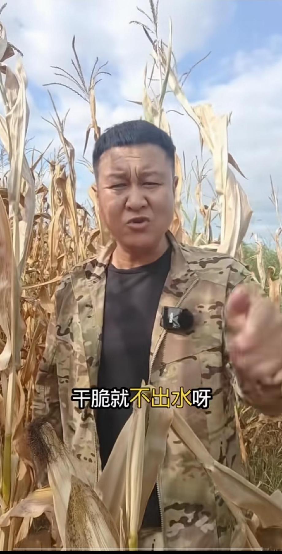 今年进入伏季辽西旱情严重，坡地农作物杆和叶子基本枯黄了。多位农民兄弟在网上发出视