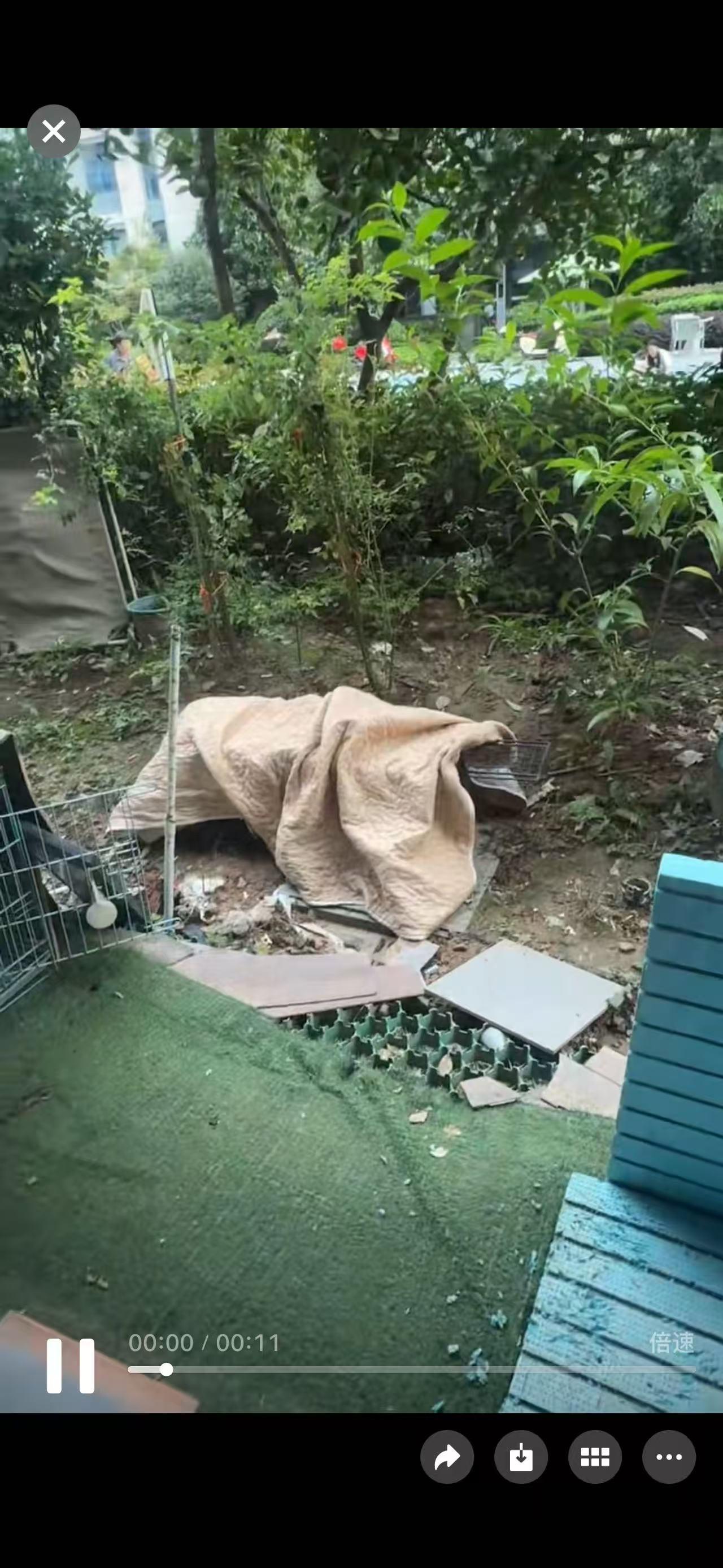 新的“头号通缉喵”已经出现，邻居投诉它每天半夜跟别的猫打架、骂街，严重影响睡眠质