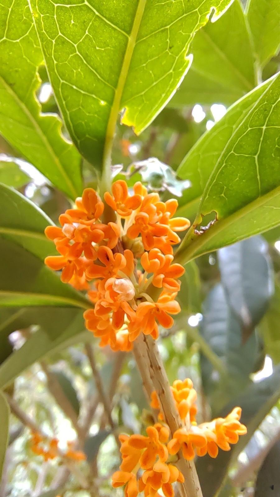 枝头藏金秋，桂香醉人间

     丹桂缀枝，暗香漫卷。不必寻秋，花香自来。
 