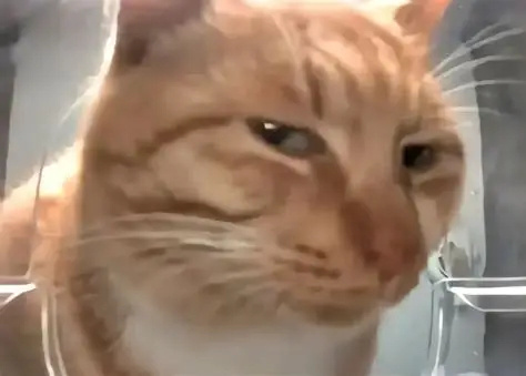 新西兰启动野猫清零计划真有国外先进经验的时候，国内反倒没声音了。而且如果新西兰的