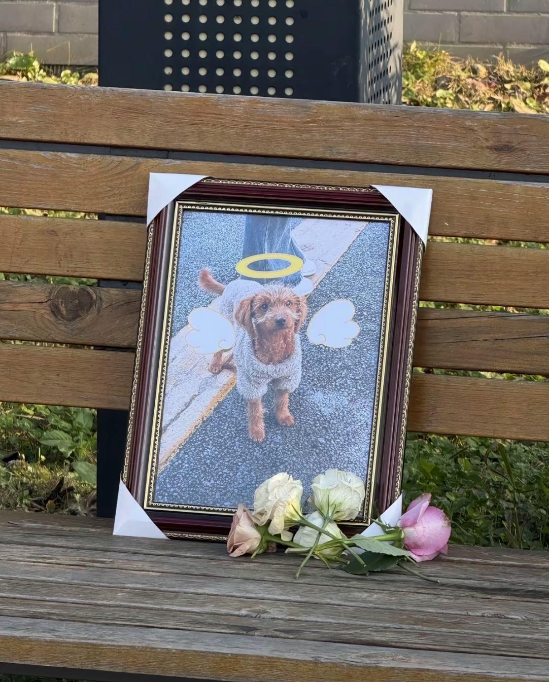 处理一只流浪犬=学校道歉+保安停职
四川省贸易学校处理流浪狗，隔壁的雅安职业技术