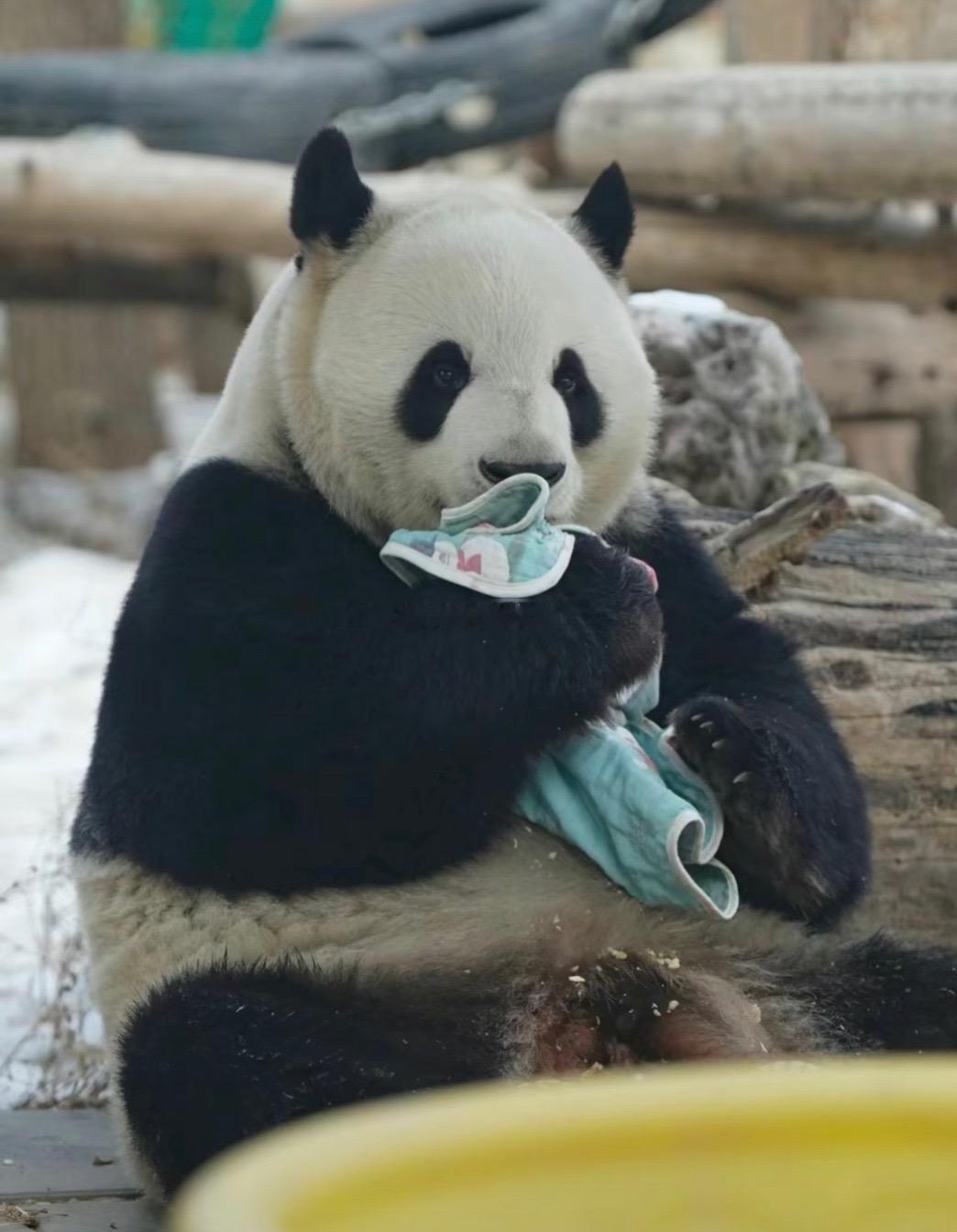 每天都要看看🐼。萌兰，是一个走在时代前沿，璀璨夺目的熊猫界顶流明星。 ​​​
