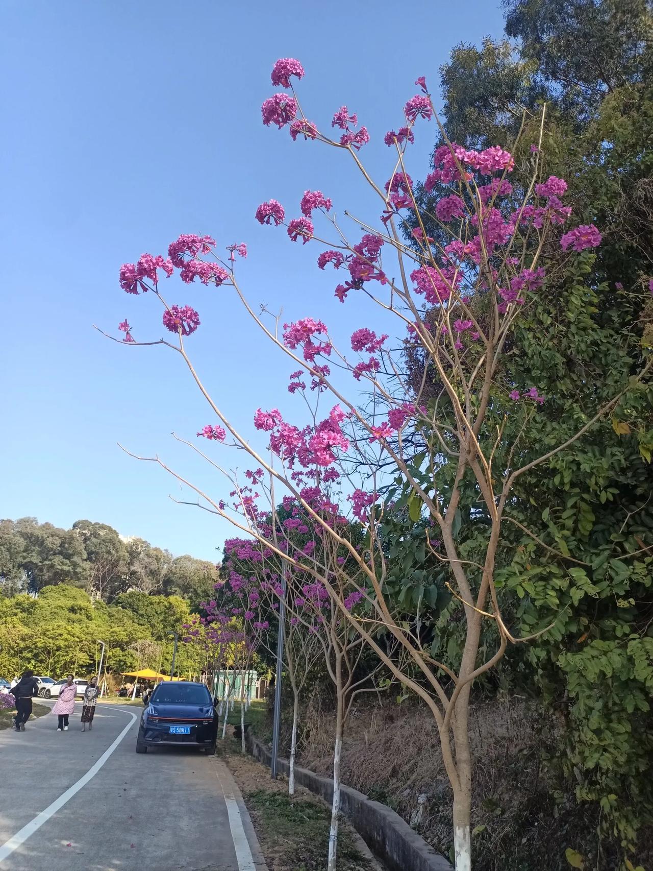 花朵盛开的美艳，因为有绿叶的渲染；
心情是天空的蔚蓝，因为有爱人的陪伴；
如果你