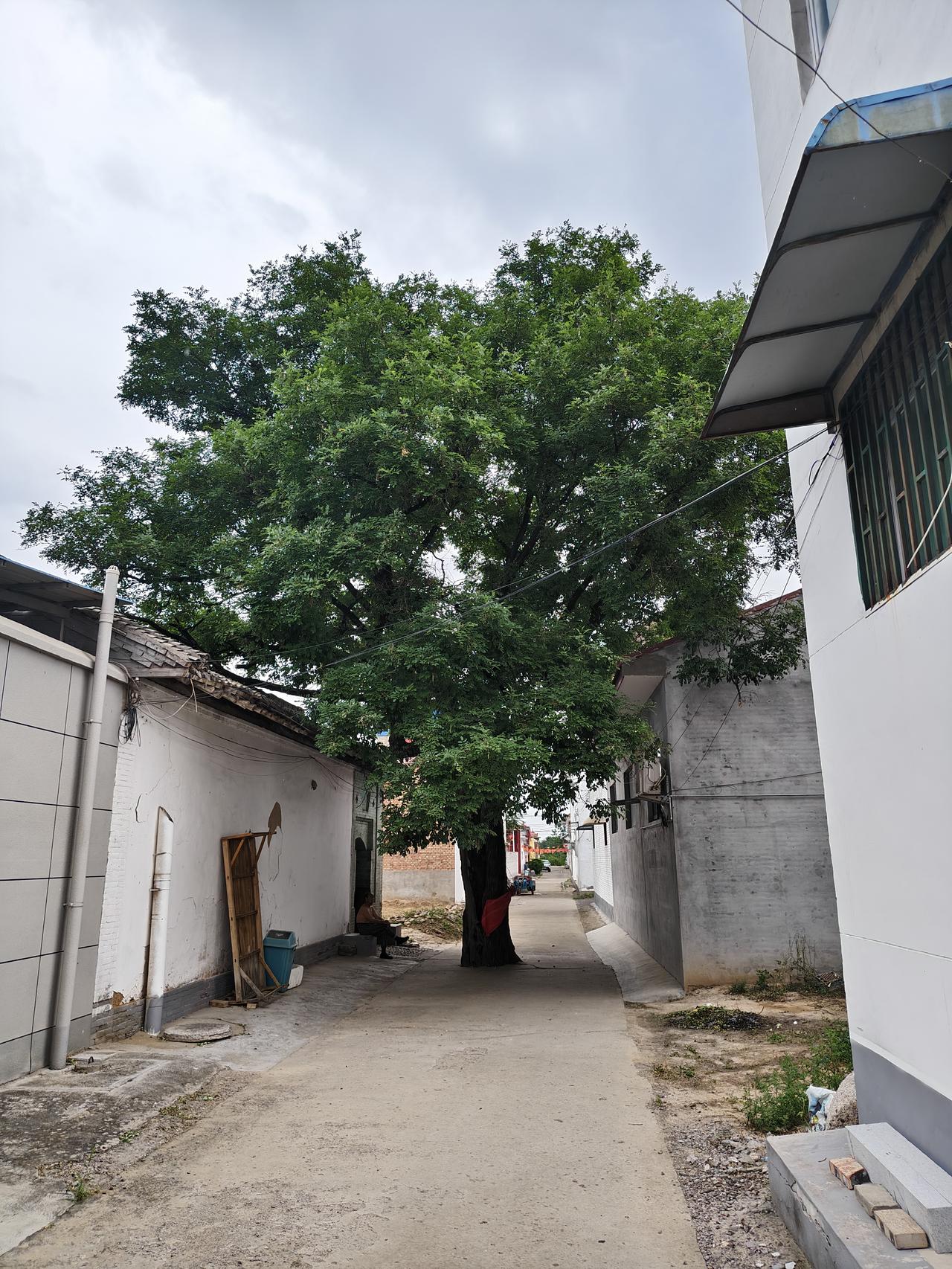您瞧，这棵苦槐树位于运城市临猗县黄豆景村某巷道中，据这棵树的主人说，这棵苦槐树至