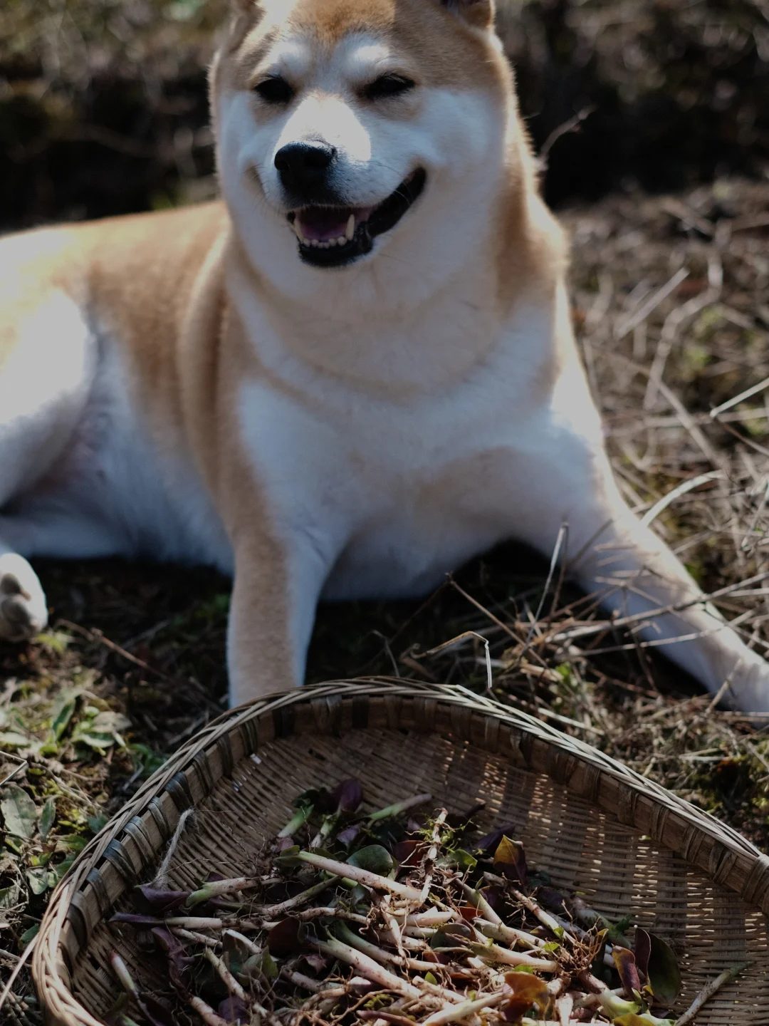 在山里，过春天🌸