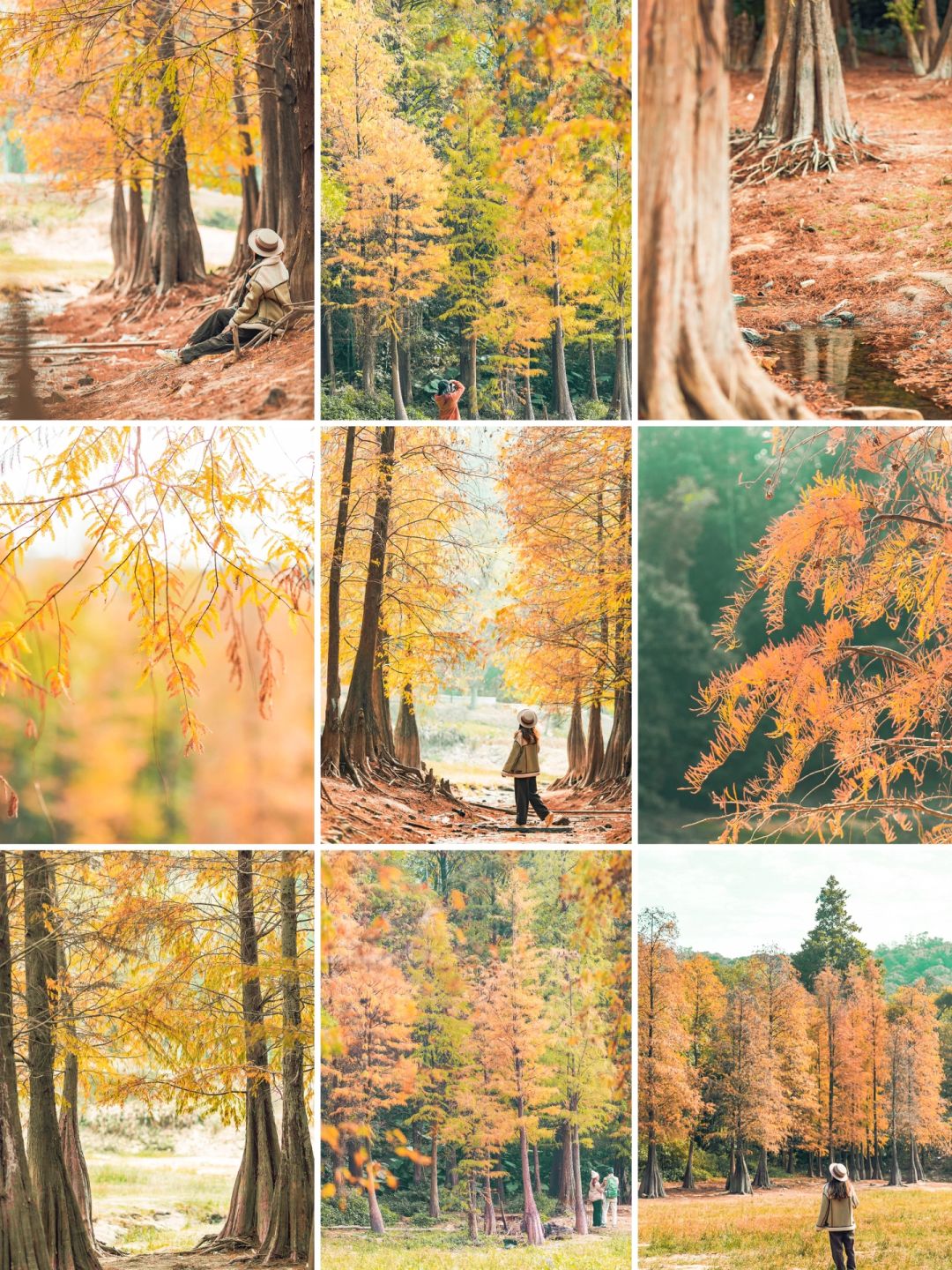广州落羽杉森林变红啦🍂 🍂美得就像油画🖼