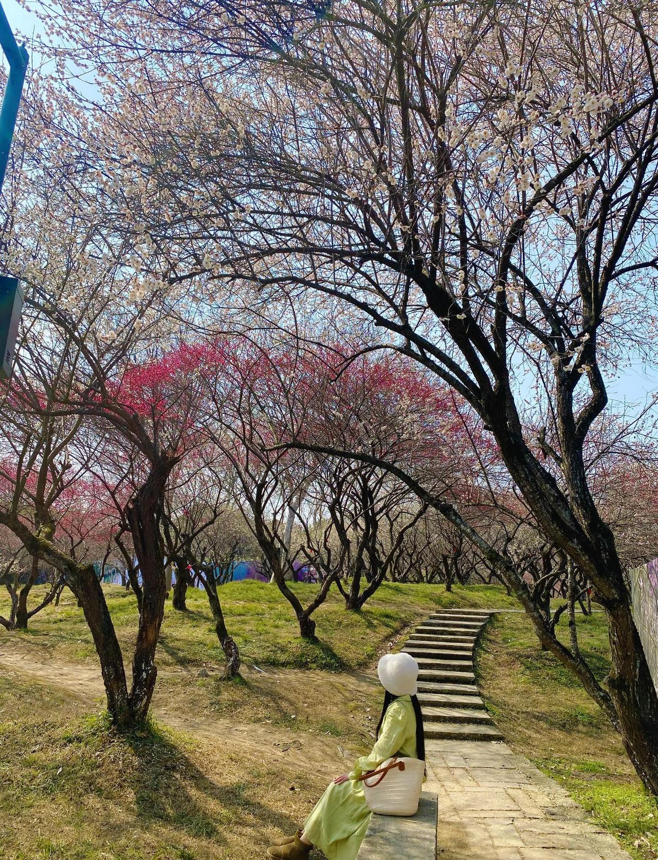 如果只选一条赏梅路线， 那一定是西溪湿地🌸
太期待西溪湿地的梅花季了！！
西溪