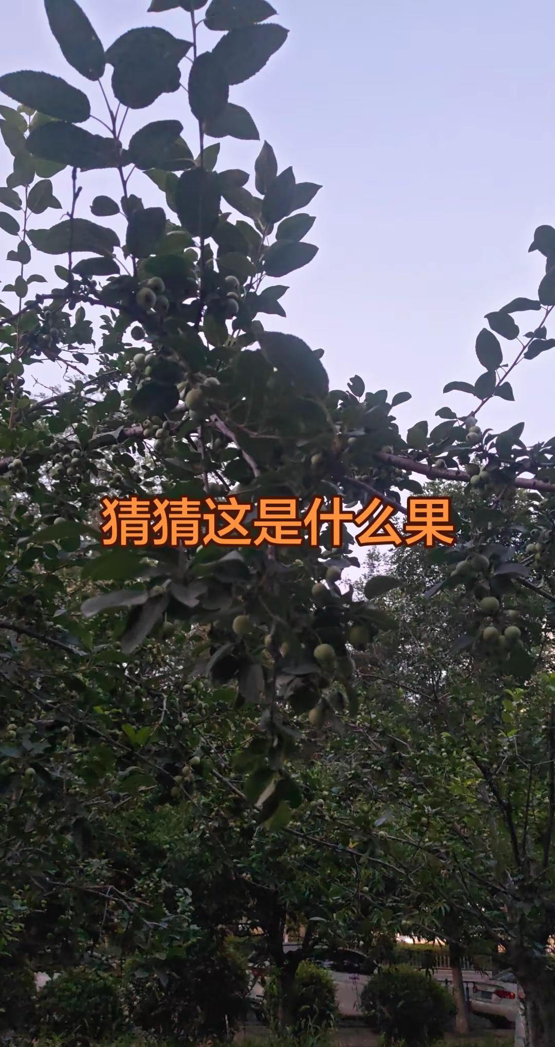 生活碎片记录 城市绿植 日常随拍