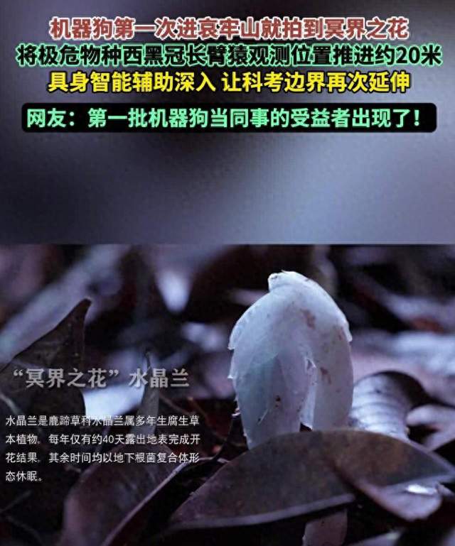机器人首次深入哀牢山，珍稀生物现身背后的智能探索
