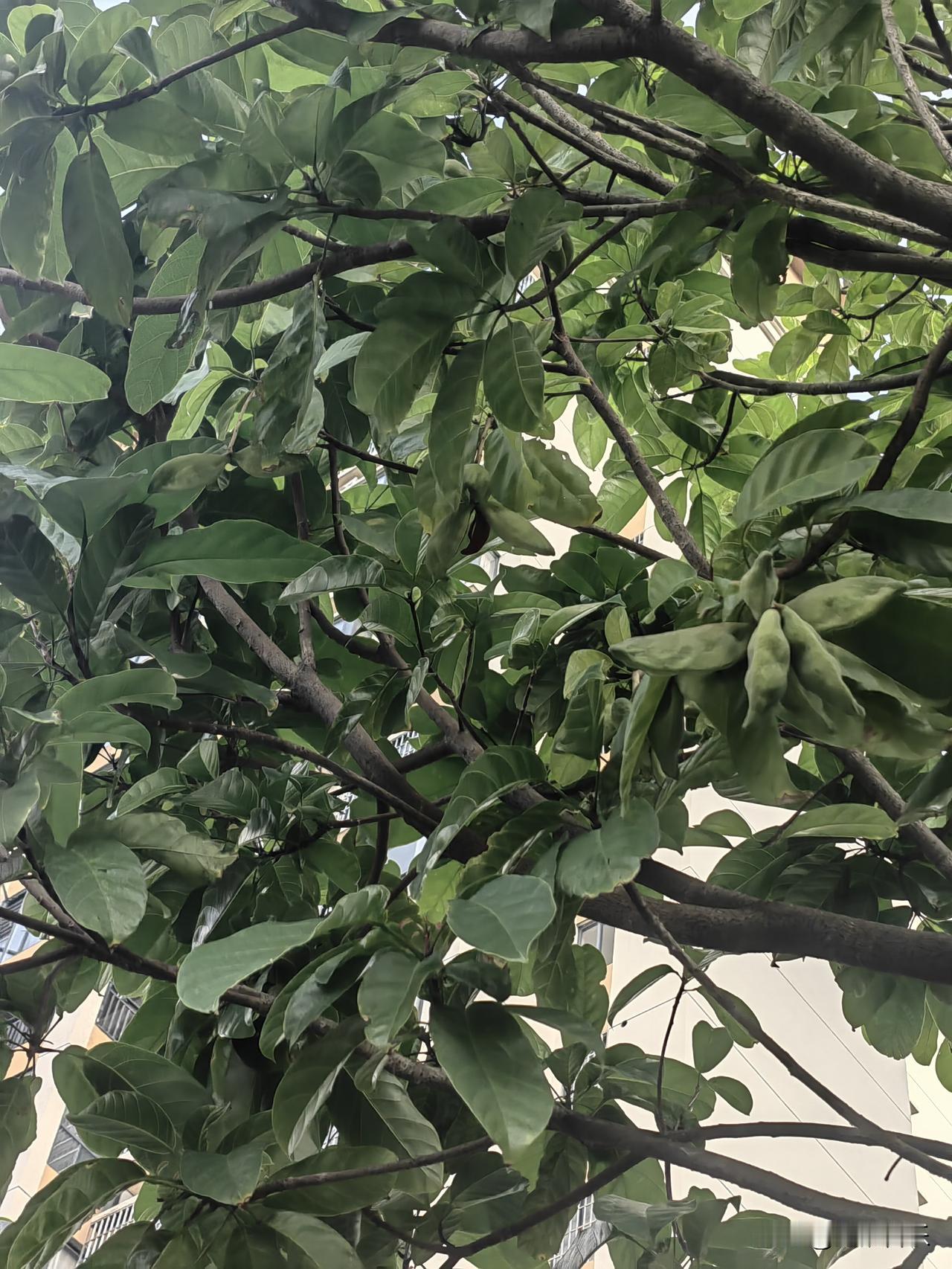 绿化带两边种满这种树，挂了很多果，不知道是什么果，能吃吗？

偶尔也会看到有人去