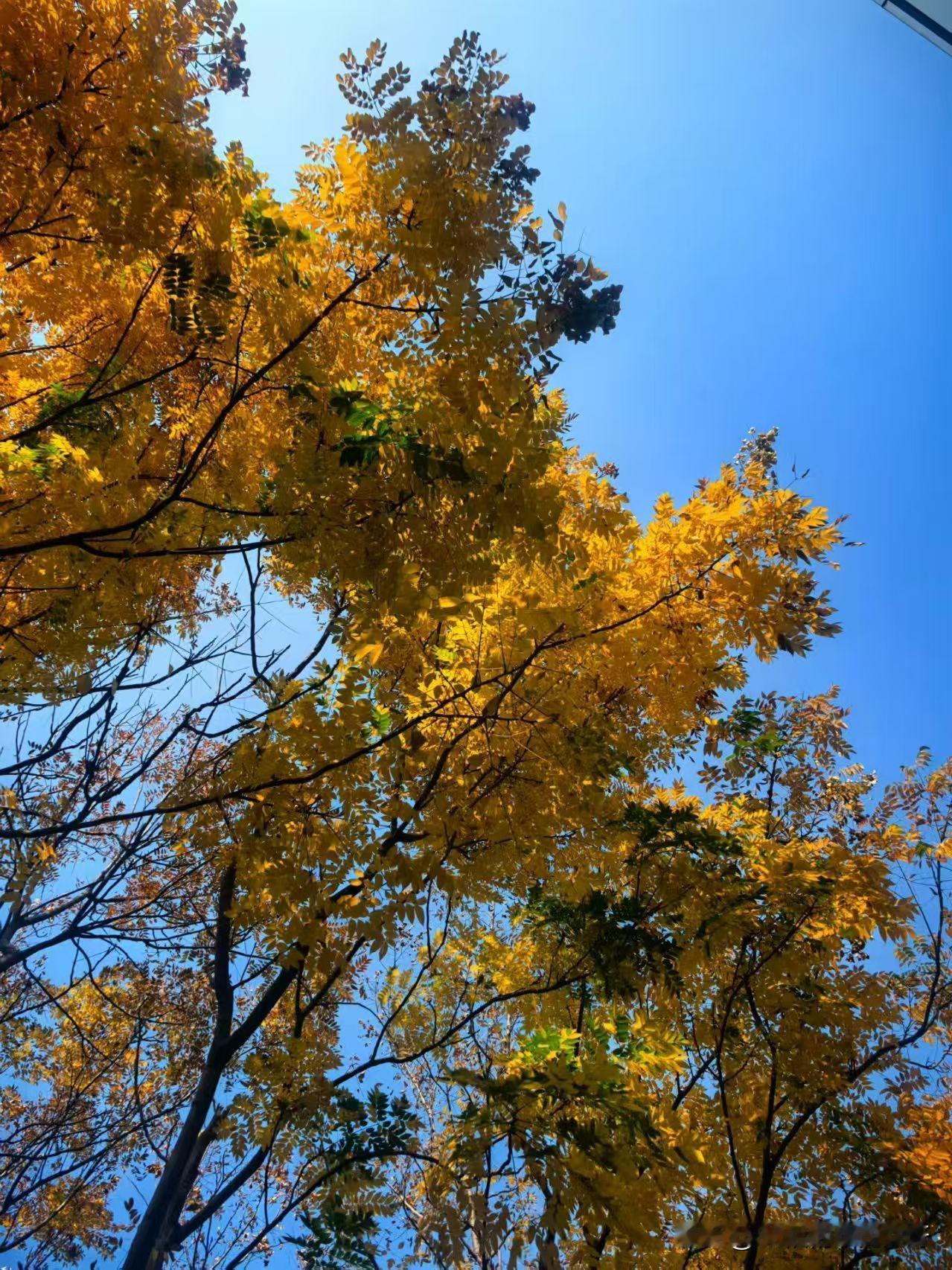 又是一年秋
秋天来了
树叶黄了
鸟儿飞走了
人也老了
生亦如夏花之绚烂
死亦如秋
