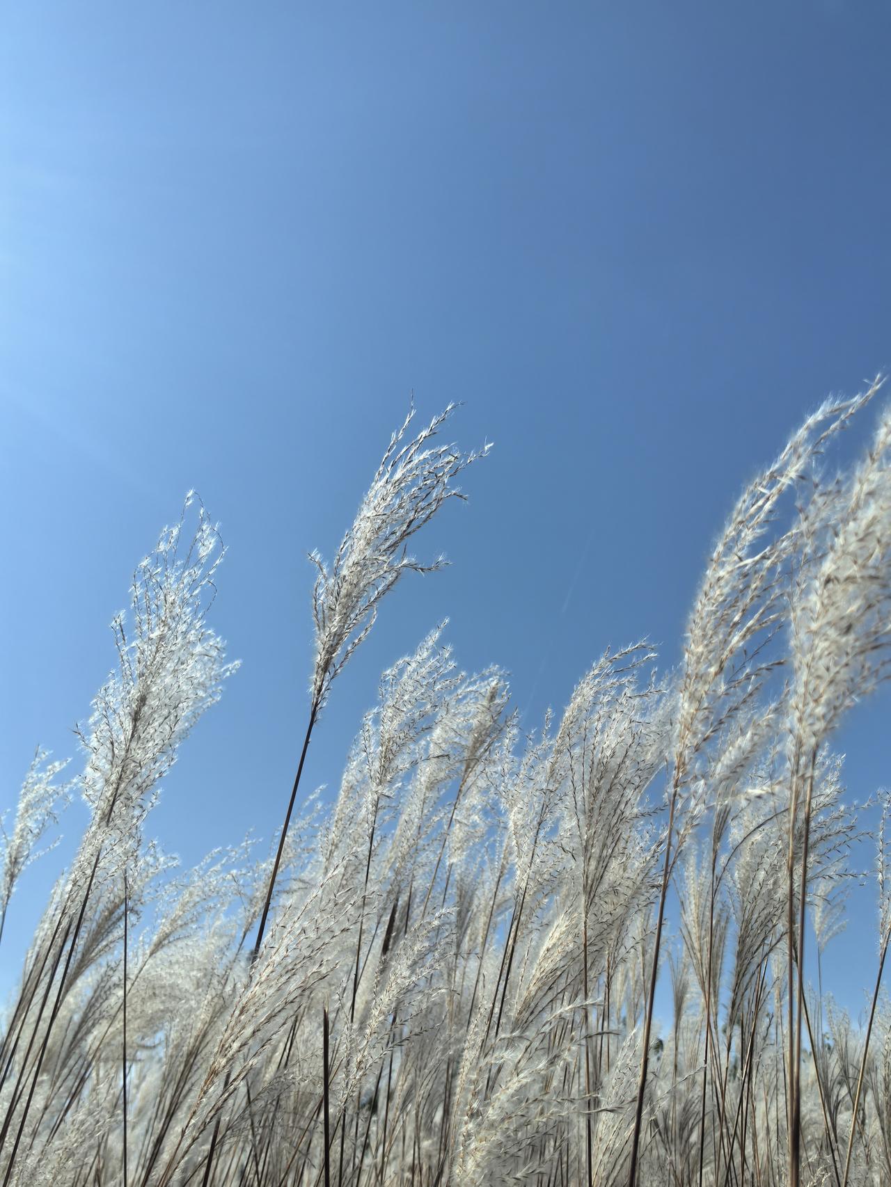 榆次区乌金山镇海底岭村以南一公里的地方，生着一片齐人腰的芦荻荡，连片的白絮在澄澈