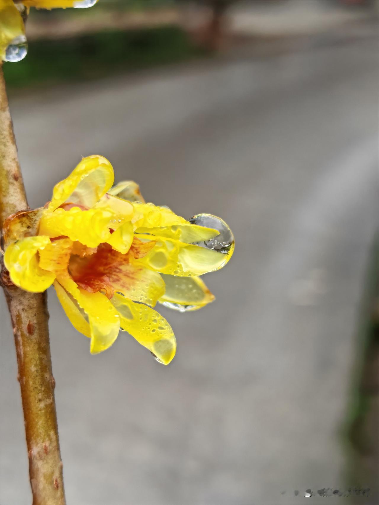 你看冰冻中的腊梅花美吗？元旦节，我去了四川乐山大瓦山赏雪，在住的村子里看见了被冰