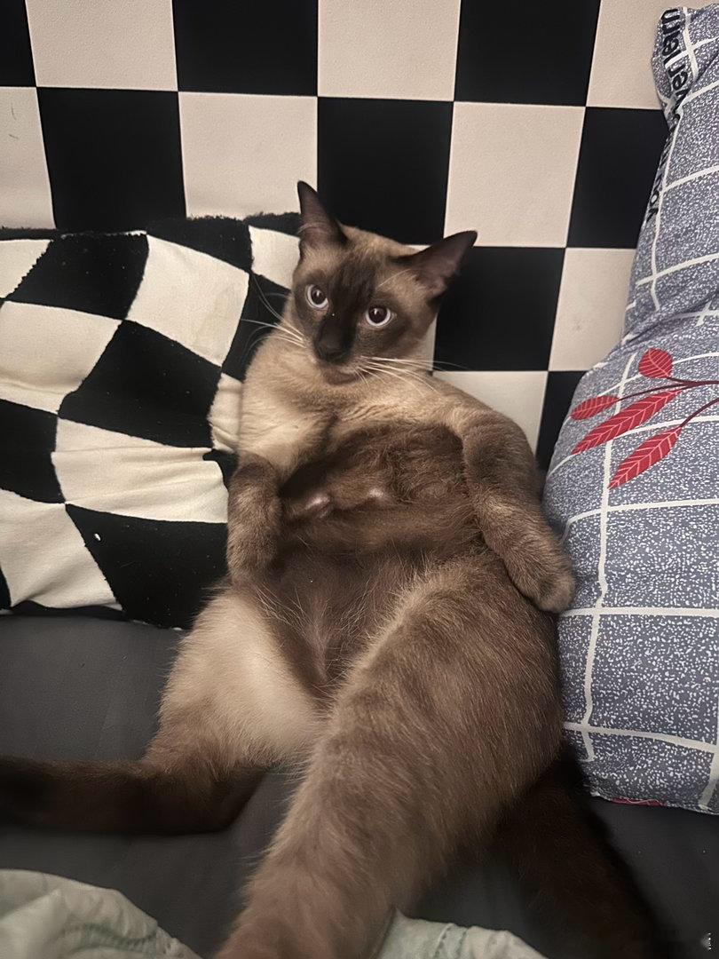 朋友家猫就这坐姿，这对吗 
