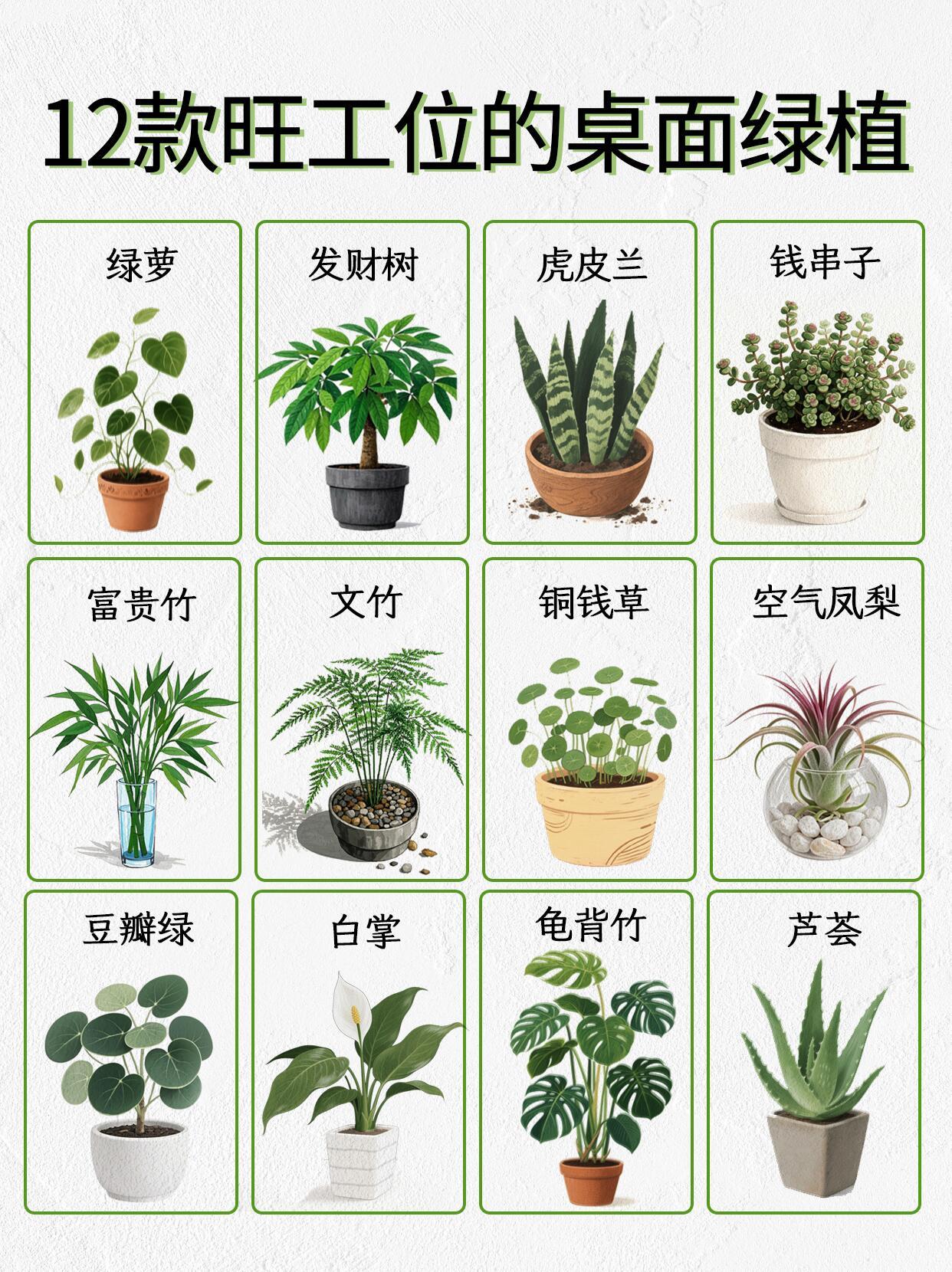 12款旺工位桌面绿植打工人看过来！工位太单调没生机？这12款超旺的桌面绿植必须冲