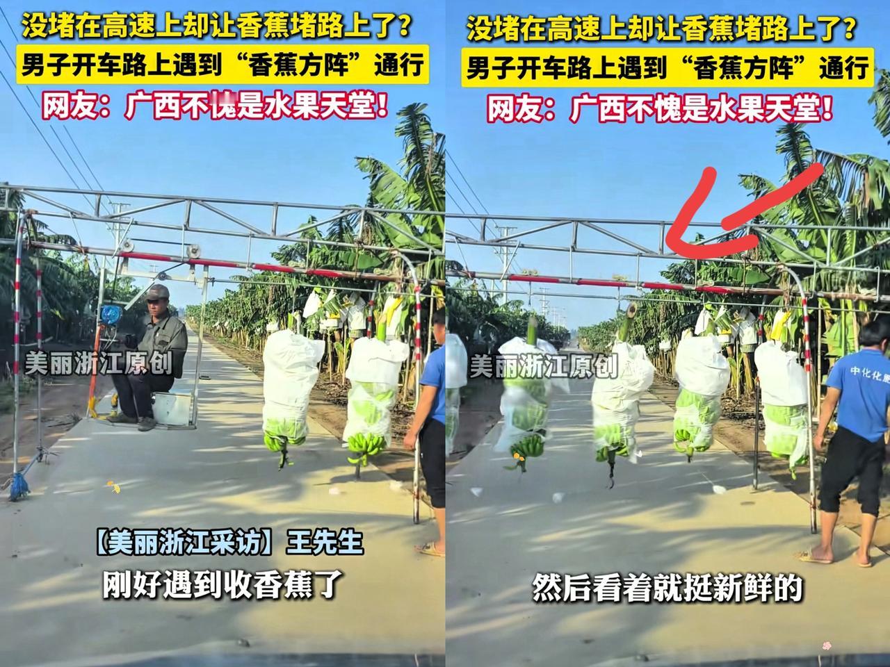 劳动人民的智慧！广西北海，男子开车路过一片香蕉园，突然被村民拦下，他心里一紧，还