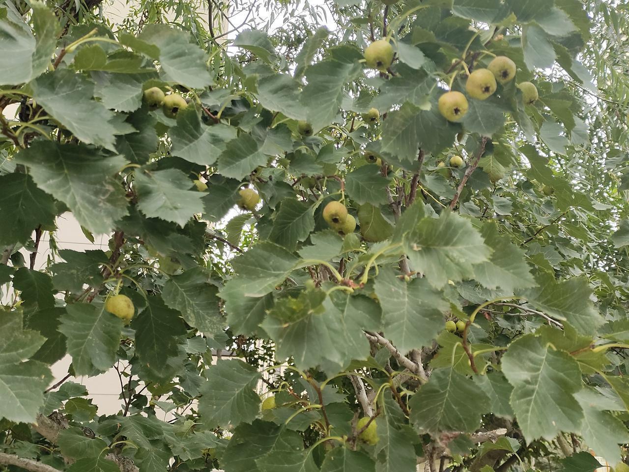 分享我这周有趣的事：山楂快成熟了，期待中！