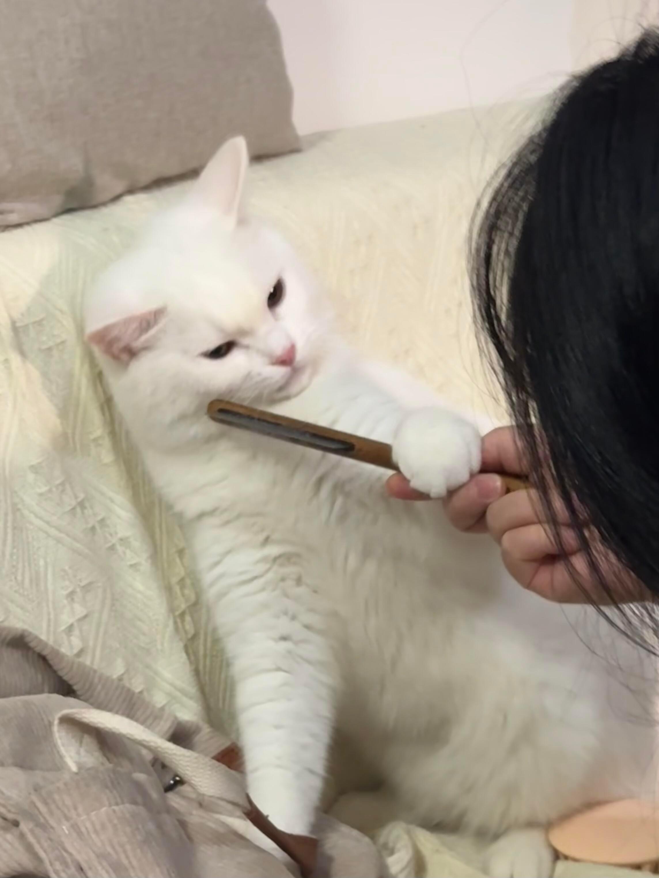 2024猫生照片大聪明太可爱了不用自己养的小猫咪更加可爱 