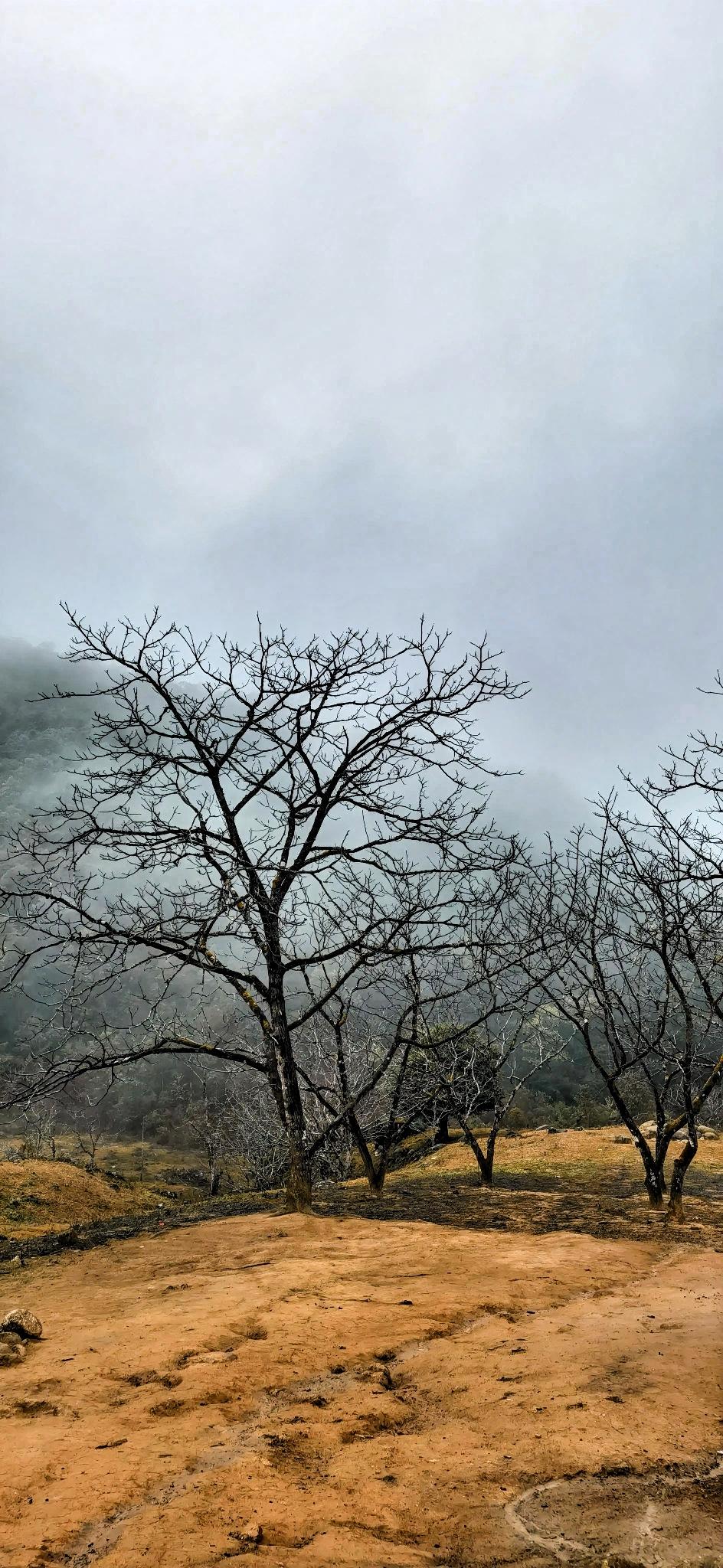 枯木寒山外，孤云野渡边。这般诗意的情境里，树杈就似岁月刻下的独特符号。在那寒山之