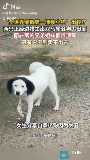 “笑不活了！”一名女生吐槽自家狗狗“太丑卖不出去”，有网友问“到底能有多丑”，结