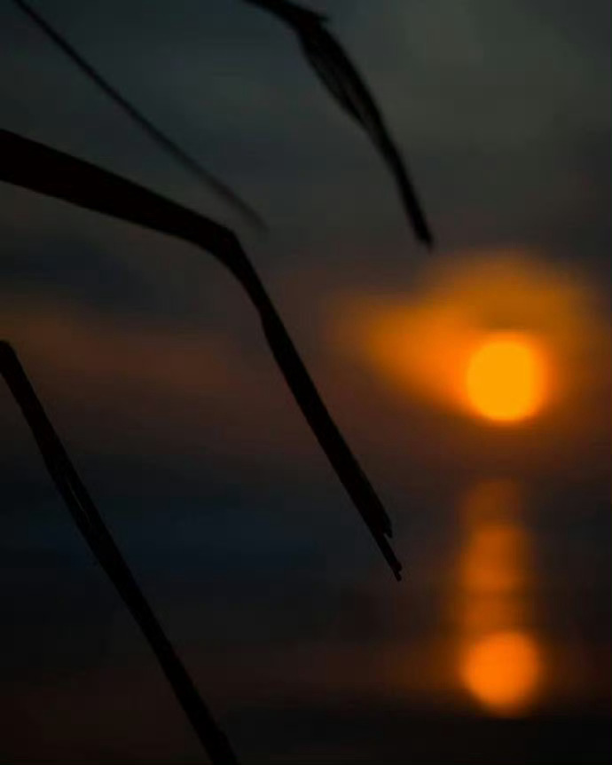 -会看花的人，就会看云、看月、看星辰，并且在人世中的一切看到智慧。 