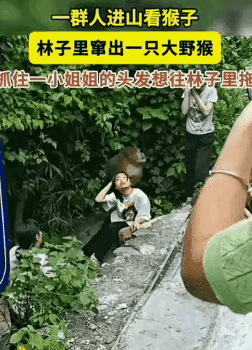 这地方的猴子太霸道了，竟然学会劫持人质了，这都是人把它们惯的，平常游客来了，喜欢