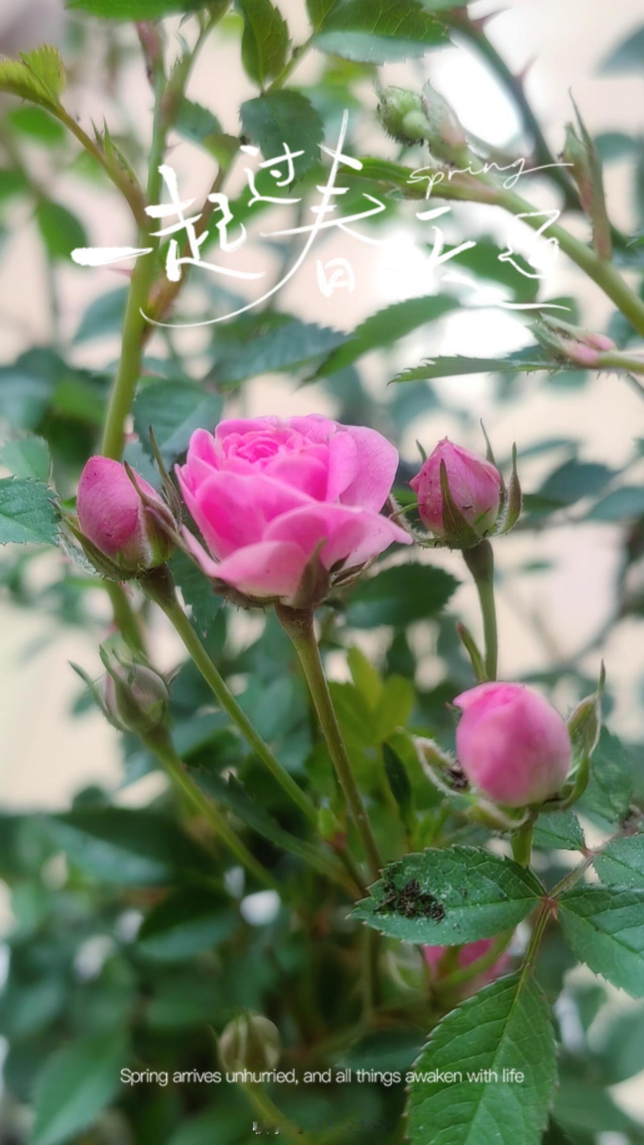 今年春天最想实现的心愿 今年春天我最想把几盆花养好。春天万物复苏，养花正当时。过