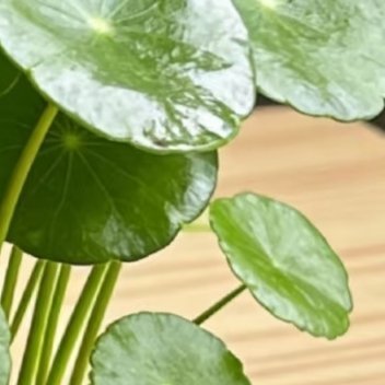 铜钱草的种植及养护:一、种植方式 1. 半土半水（长势最好、爆盆最快，首选） 盆